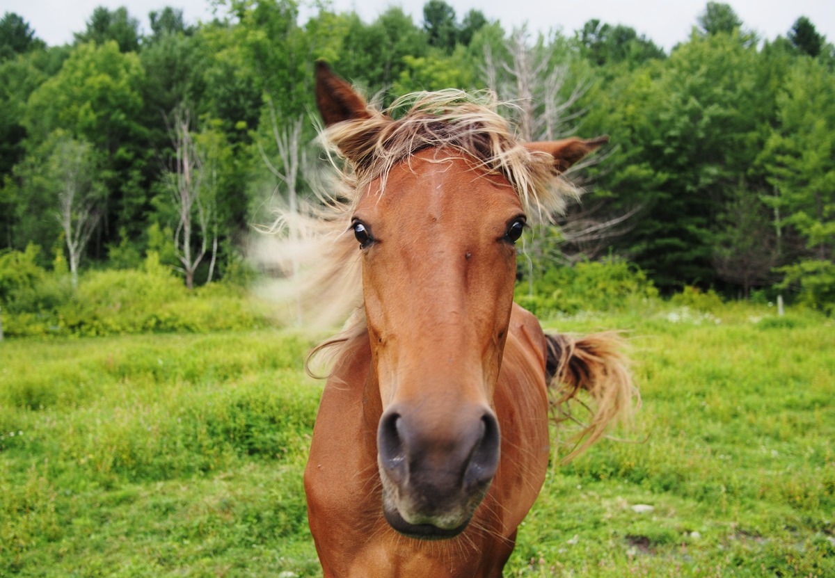 Horse looking directly at the viewer, farm, New York
